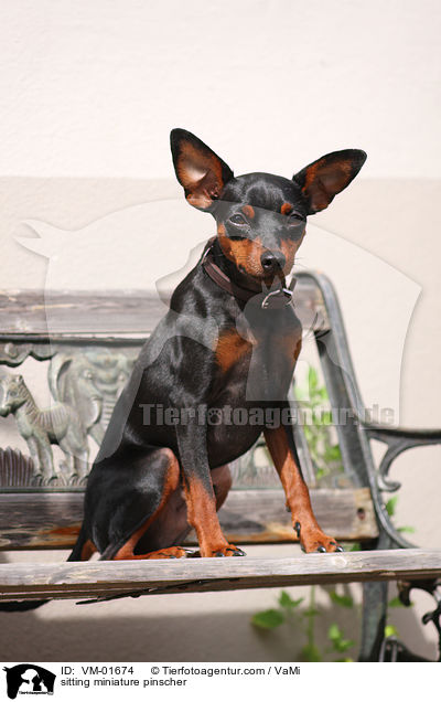 sitzender Zwergpinscher / sitting miniature pinscher / VM-01674