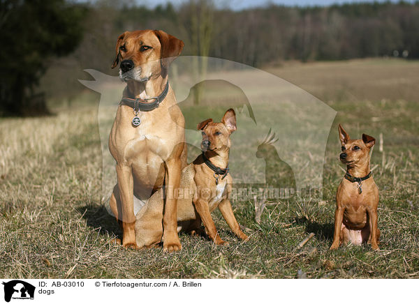 Hunde / dogs / AB-03010