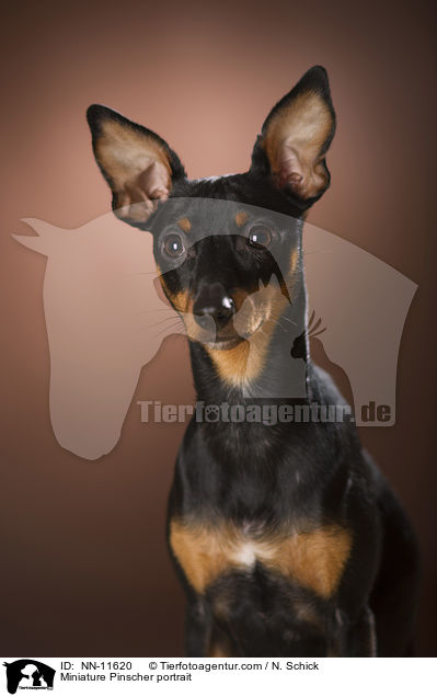 Zwergpinscher Portrait / Miniature Pinscher portrait / NN-11620