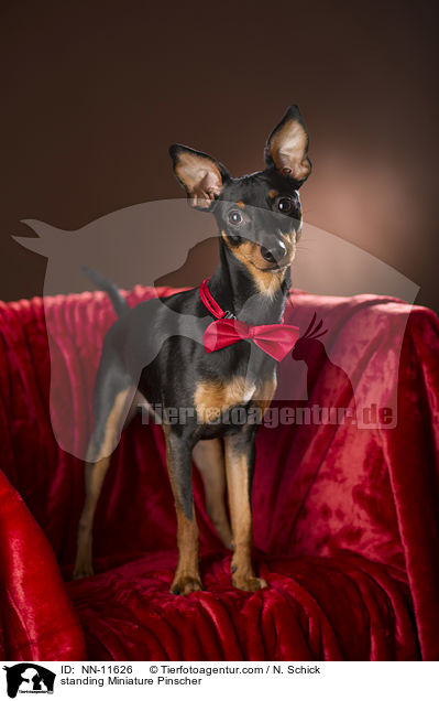 stehender Zwergpinscher / standing Miniature Pinscher / NN-11626