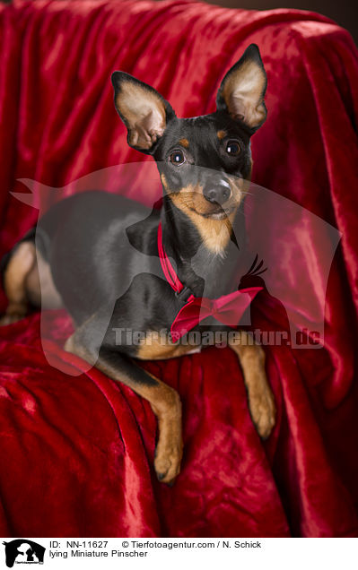 liegender Zwergpinscher / lying Miniature Pinscher / NN-11627