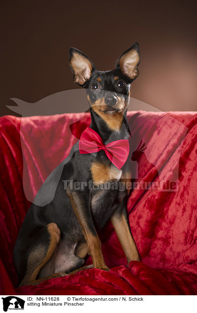 sitzender Zwergpinscher / sitting Miniature Pinscher / NN-11628