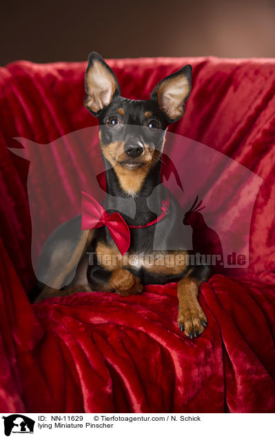 liegender Zwergpinscher / lying Miniature Pinscher / NN-11629