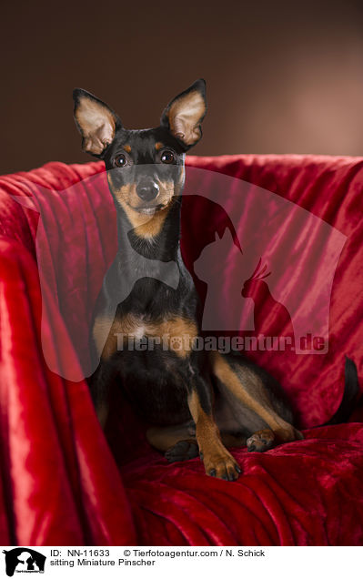 sitzender Zwergpinscher / sitting Miniature Pinscher / NN-11633