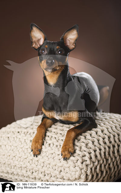 liegender Zwergpinscher / lying Miniature Pinscher / NN-11639