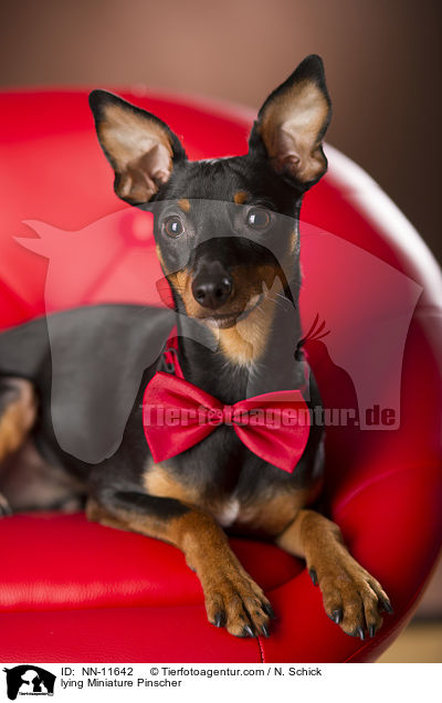 liegender Zwergpinscher / lying Miniature Pinscher / NN-11642