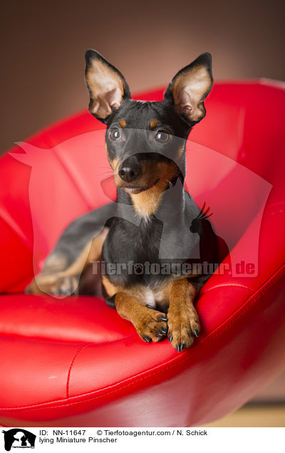 liegender Zwergpinscher / lying Miniature Pinscher / NN-11647