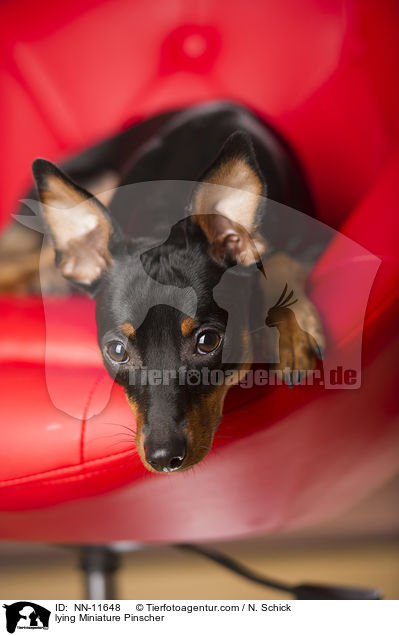 liegender Zwergpinscher / lying Miniature Pinscher / NN-11648