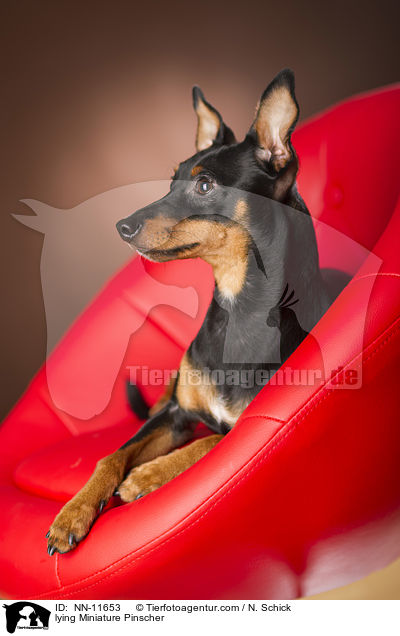 liegender Zwergpinscher / lying Miniature Pinscher / NN-11653