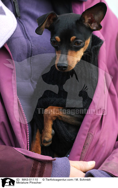 Zwergpinscher / Miniature Pinscher / MAS-01110