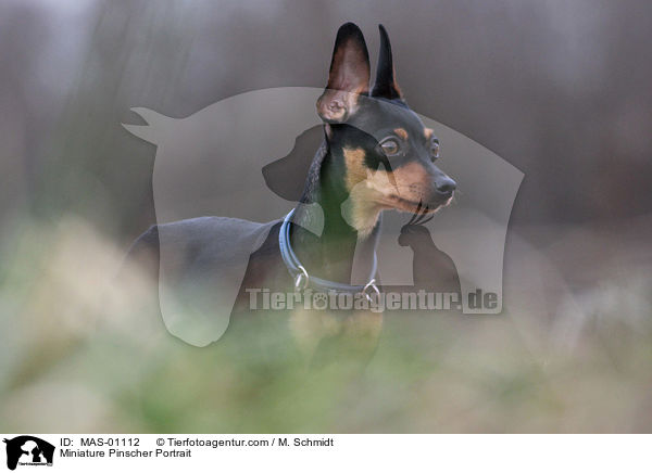 Zwergpinscher Portrait / Miniature Pinscher Portrait / MAS-01112