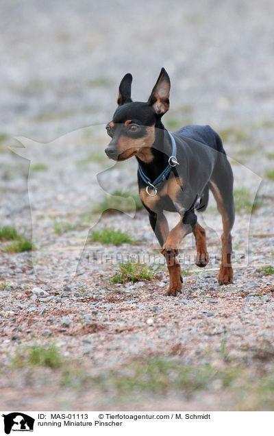 rennender Zwergpinscher / running Miniature Pinscher / MAS-01113