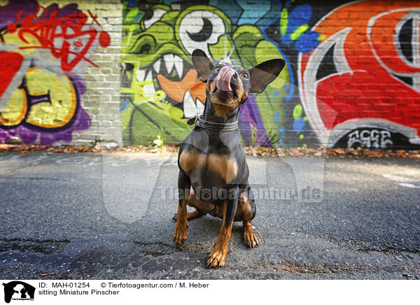 sitzender Zwergpinscher / sitting Miniature Pinscher / MAH-01254