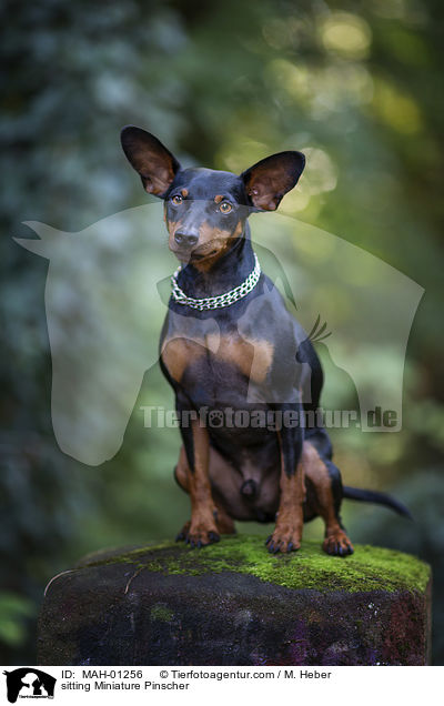 sitzender Zwergpinscher / sitting Miniature Pinscher / MAH-01256