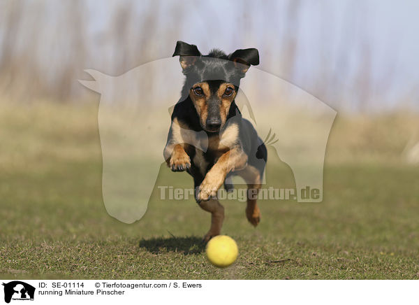 rennender Zwergpinscher / running Miniature Pinscher / SE-01114