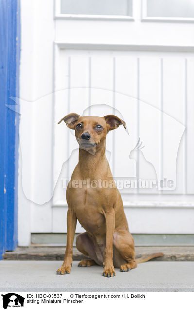 sitting Miniature Pinscher / HBO-03537