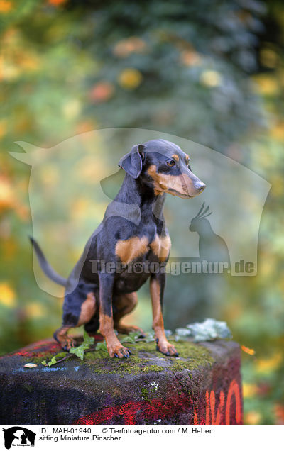 sitzender Zwergpinscher / sitting Miniature Pinscher / MAH-01940