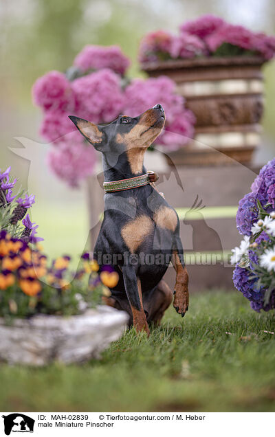 Zwergpinscher Rde / male Miniature Pinscher / MAH-02839