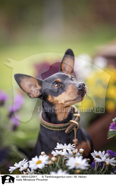 Zwergpinscher Rde / male Miniature Pinscher / MAH-02841