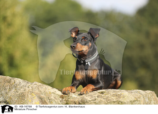 Zwergpinscher / Miniature Pinscher / KB-16768