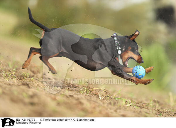 Zwergpinscher / Miniature Pinscher / KB-16776