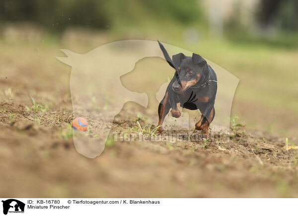 Zwergpinscher / Miniature Pinscher / KB-16780