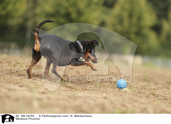 Zwergpinscher / Miniature Pinscher / KB-16784