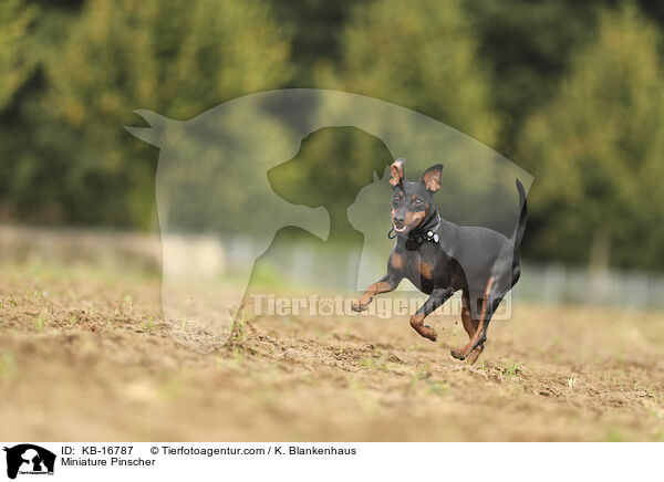 Zwergpinscher / Miniature Pinscher / KB-16787