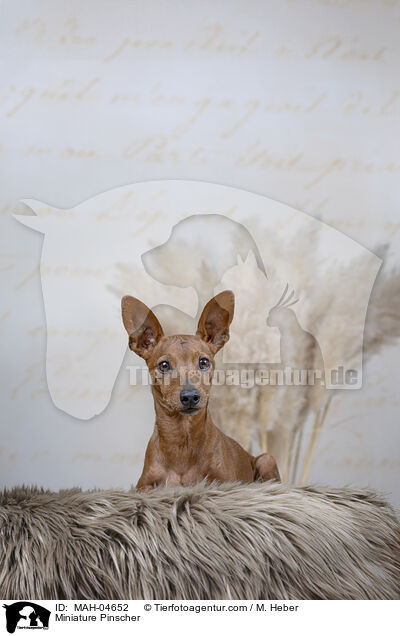 Zwergpinscher / Miniature Pinscher / MAH-04652