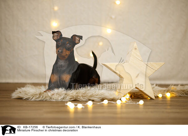 Zwergpinscher in Weihnachtsdeko / Miniature Pinscher in christmas decoration / KB-17256