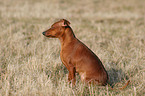 sitting Miniature Pinscher