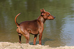 standing Miniature Pinscher