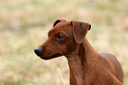 Miniature Pinscher Portrait