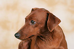 Miniature Pinscher Portrait