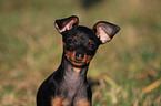 miniature pinscher puppy