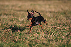 miniature pinscher puppy