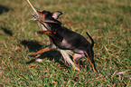 miniature pinscher puppy