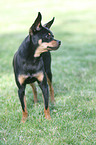 Miniature Pinscher