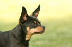 Miniature Pinscher