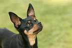 Miniature Pinscher