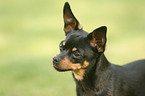 Miniature Pinscher