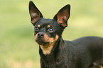 Miniature Pinscher