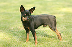 Miniature Pinscher