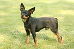 Miniature Pinscher