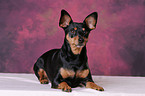 Miniature Pinscher