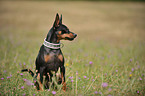 sitting miniature pinscher