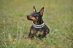 lying miniature pinscher