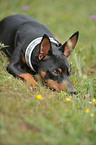 lying miniature pinscher