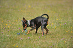 playing miniature pinscher