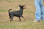 playing miniature pinscher